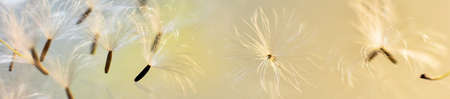 dandelion seeds with bokeh background and sunset light. HD Image and Large Resolution. can be used...