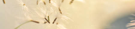 dandelion seeds with bokeh background and sunset light. HD Image and Large Resolution. can be used...