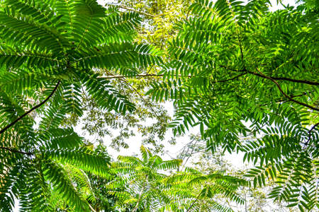 Nature frame of jungle trees with tropical rainforest foliage plants (Monstera, birdâ€™s nest...