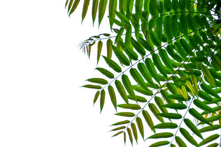 Nature frame of jungle trees with tropical rainforest foliage plants (Monstera, birdâ€™s nest...
