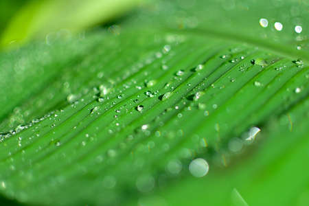 Banana leaf with water droplets