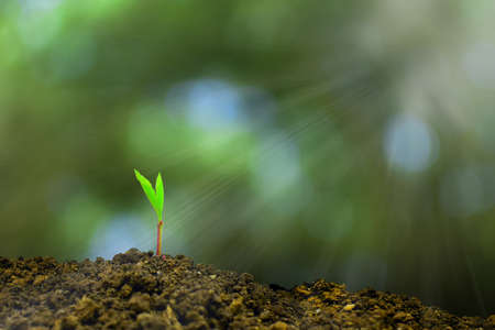 agriculture plant seeding growing step concept in garden and sunlight