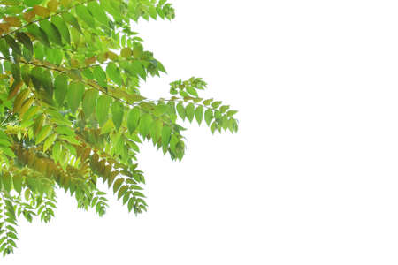 Green leaves on white backgroundの写真素材