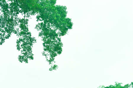 Green leafs in summer with white backgroundの写真素材