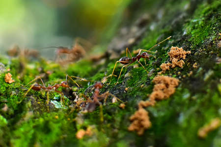 Red ant is very small. Selective focus, free space for text.の写真素材
