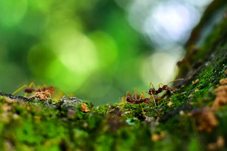 Red ant is very small. Selective focus, free space for text.