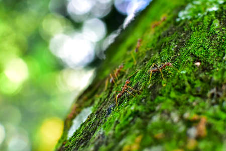 Red ant is very small. Selective focus, free space for text.