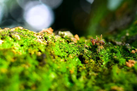 Red ant is very small. Selective focus, free space for text.の写真素材