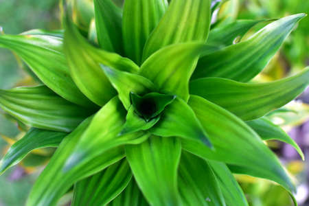 Nature abstract background, soft focus green spiral leaf, can be used as wallpaperの写真素材