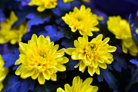 Beautiful chrysanthemum yellow and red flower