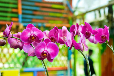 Beatiful moon orchid (phalaenopsis) with blurry background, HD Image and Large Resolution. can be used as wallpaperの写真素材