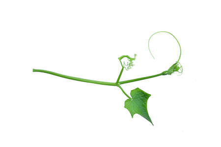 Twisted jungle vines liana plant with heart shaped green leaves isolated on white background, clipping path included. Floral Desaign. HD Image and Large Resolution. can be used as wallpaperの写真素材