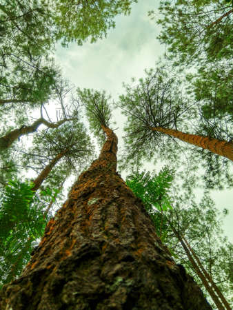 pine trees are seen from below with white clouds and blue sky, free space for text, HD Image and...