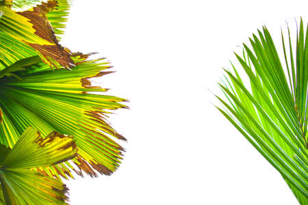 Palm leaf isolated on white background, summer concept, free space for text, clipping path includedの写真素材