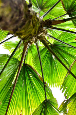 Palm leaf isolated on white background, summer concept, free space for text, clipping path includedの写真素材