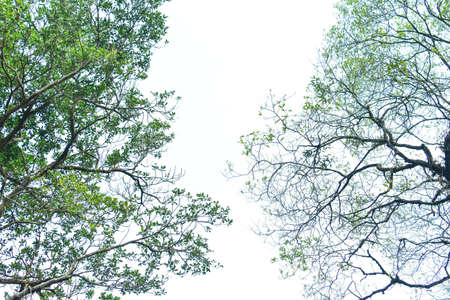Nature frame of jungle trees with tropical rainforest foliage plants (Monstera, birdâs nest fern, golden pothos and forest orchid,) growing in wild isolated on white background. HD Image and Large Resolution. can be used as desktop wallpaperの写真素材
