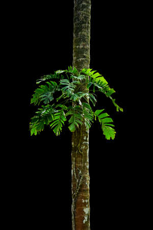 monstera leaf isolated on a black background, including clipping paths. HD Image and Large Resolution. can be used as wallpaperの写真素材