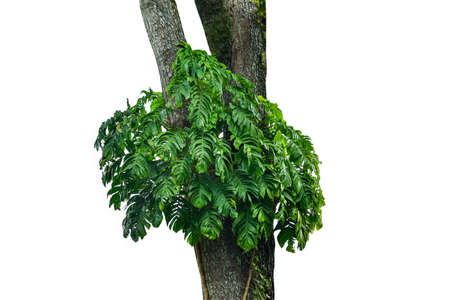 monstera leaf isolated on a white background, including clipping paths. HD Image and Large Resolution. can be used as wallpaperの写真素材