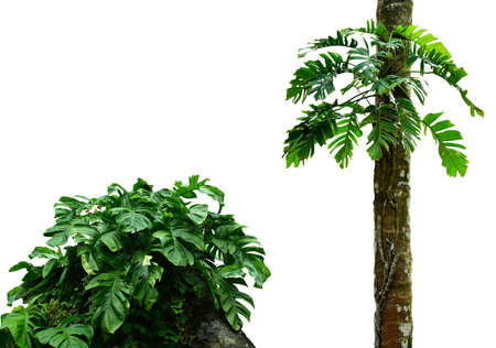 Forest tree trunks with monstera leaf, tropical foliage plants, forming a frame in nature, isolated on a white background with a cliping path. HD Image and Large Resolution. can be used as desktop wallpaperの写真素材