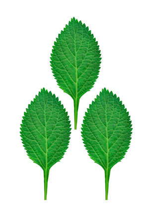 mints leaves isolated on white backgroundの写真素材