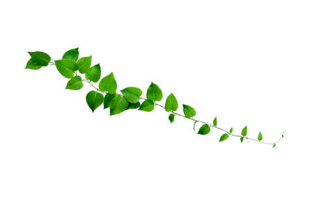 Twisted jungle vines liana plant with heart shaped green leaves isolated on white background, clipping path included. Floral Desaign. HD Image and Large Resolution. can be used as wallpaperの写真素材