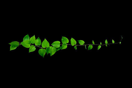 Twisted jungle vines liana plant with heart shaped green leaves isolated on black background, clipping path included. Floral Desaign. HD Image and Large Resolution. can be used as wallpaperの写真素材