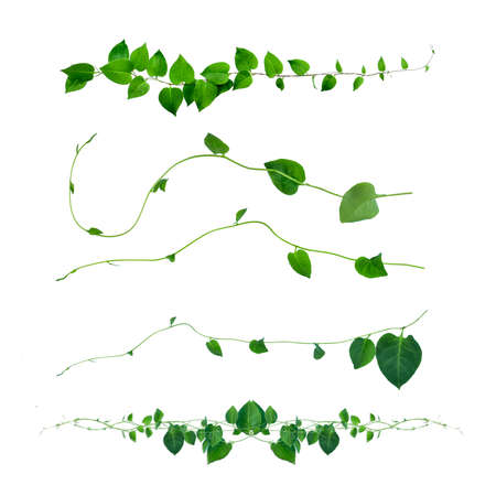 Twisted jungle vines liana plant with heart shaped green leaves isolated on white background,...