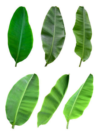 collection of banana leaf isolated on white background and blue sky, with clipping path. HD Image and Large Resolution. can be used as wallpaperの写真素材