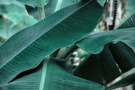 dark Green banana leaves placed on a white background, clipping path included, can be used as background and wallpaperの写真素材