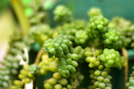 selective focus unique plants tropical forest plants, can be used as background and wallpaperの写真素材