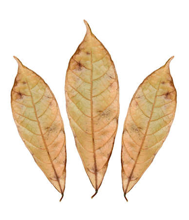 dry maple leaf. beautiful colorful autumn leaves isolated on white background with a cliping path