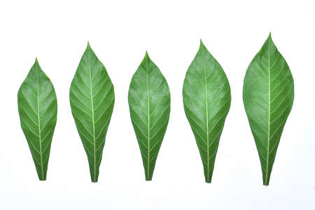 cassava leaves isolated on white background. HD Image and Large Resolution. can be used as desktop...