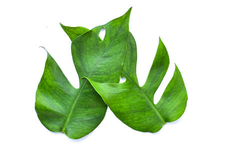 monstera leaf isolated on a white background, including clipping paths. HD Image and Large...