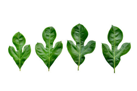 Breadfruit plant leaves with branches on white isolated background for green foliage backdrop