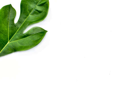 Breadfruit plant leaves with branches on white isolated background for green foliage backdrop