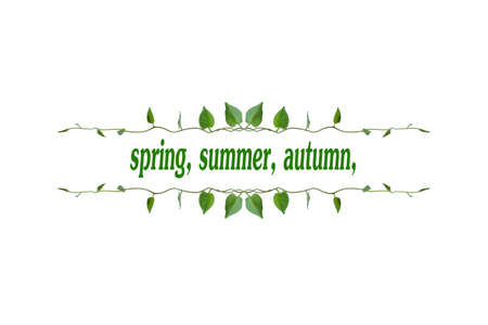 Twisted jungle vines liana plant with heart shaped green leaves isolated on white background, clipping path included. Floral Desaign. HD Image and Large Resolution. can be used as wallpaperの写真素材