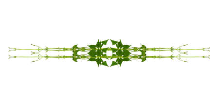 Floral Desaign. Twisted jungle vines liana plant with heart shaped green leaves isolated on white background, clipping path included.の写真素材