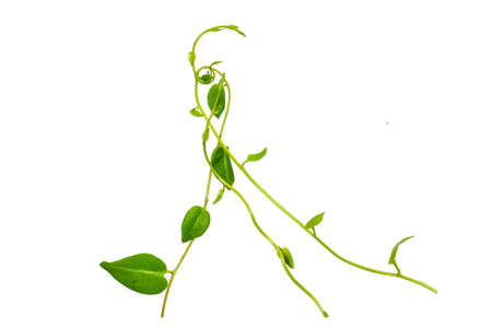 Floral Desaign. Twisted jungle vines liana plant with heart shaped green leaves isolated on white...