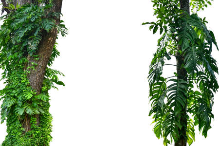 Forest tree trunks with tropical foliage plants, forming a frame in nature, isolated on a white...