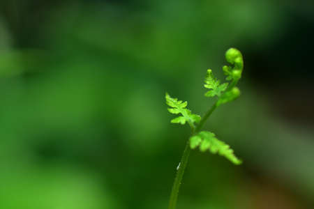 Closeup nature view of beautiful fern on blurred greenery background in garden with copy space for text using as background natural green plants landscape, ecology, fresh cover page concept.の写真素材