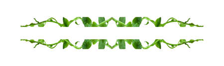 curly twig isolated on white background with clipping path included. Floral Desaign. HD Image and Large Resolution. can be used as wallpaperの写真素材