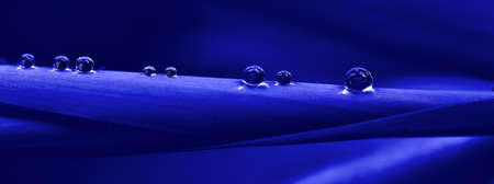 Beautiful water drop on leaf at nature close-up macro. Fresh juicy green leaf in droplets of morning dew outdoors with phantom blue colorの写真素材