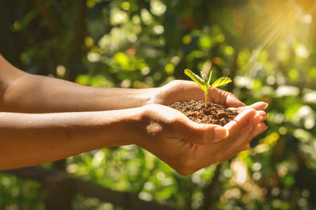 Plant growing on soil with hand holding over sun and sunlight ray . the concept of a new life after...