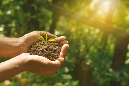 Plant growing on soil with hand holding over sun and sunlight ray . the concept of a new life after a pandemic. HD Image and Large Resolution. can be used as wallpaper and background.の写真素材