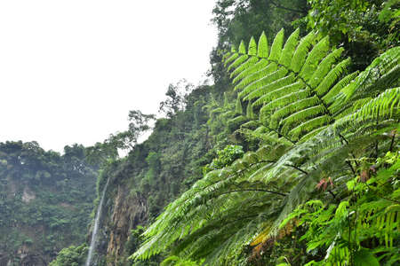 Many giant fern trees in cliffs and valleys, vines and bushes are located in Indonesia's tropical...