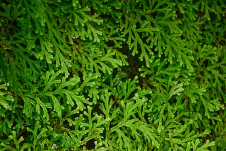 Many giant fern trees in cliffs and valleys, vines and bushes are located in Indonesia's tropical rain forests. can be used as background and wallpaper. the concept of web banners.の写真素材
