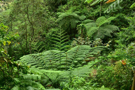 Many giant fern trees in cliffs and valleys, vines and bushes are located in Indonesia's tropical...