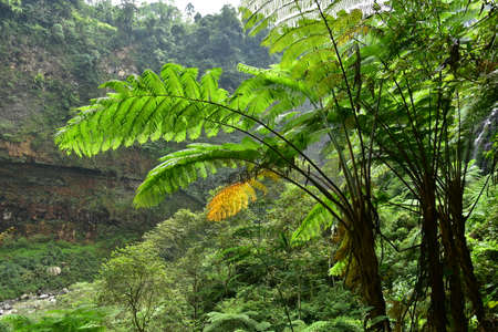 Many giant fern trees in cliffs and valleys, vines and bushes are located in Indonesia's tropical rain forests. can be used as background and wallpaper. the concept of web banners.の写真素材