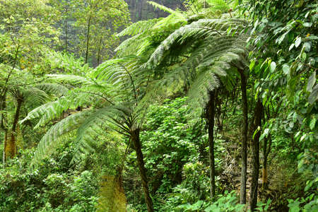 Many giant fern trees in cliffs and valleys, vines and bushes are located in Indonesia's tropical...