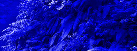 fern trees in cliffs and valleys with phantom blue color. can be used as background and wallpaper. the concept of web banners.の写真素材